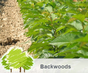 backwoods