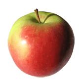 Jabłonie - Drzewka owocowe w Zasowie