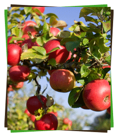 drzewo-jabloni