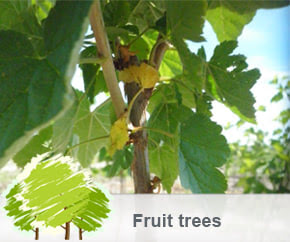 fruit-trees