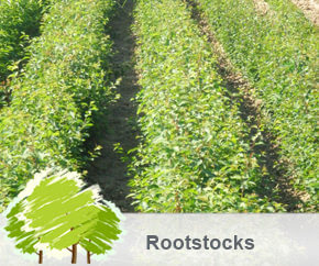 rootstocks